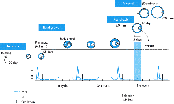 Short luteal phase