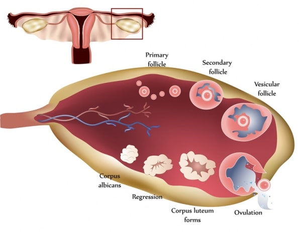 Luteal Phase Defect: What Is It, Symptoms, Treatment