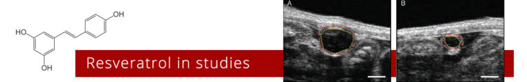 High-resolution ultrasound imaging of developing endometriotic lesions (borders marked by a red broken line, cysts marked by a yellow broken line) 28 days after transplantation of uterine tissue samples to the abdominal wall of BALB/c mice. The animals received either vehicle (A) or 40 mg/kg resveratrol (B). Scale bars: 1 mm