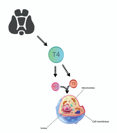 Thyroid Hormone Basics