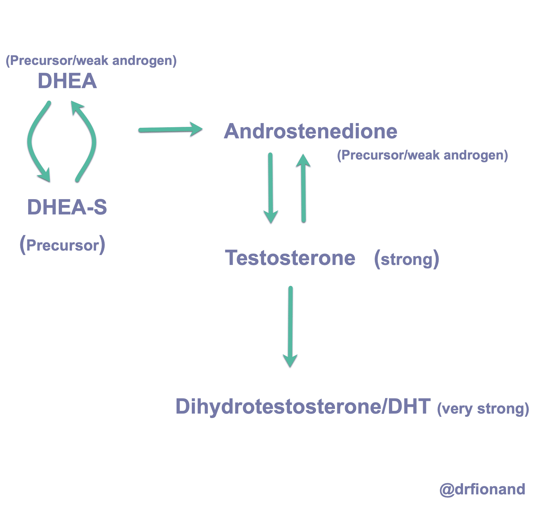 Androgen hormone pathway relevant to PCOS showing DHEA, DHEA-S, androstenedione, testosterone, and DHT.