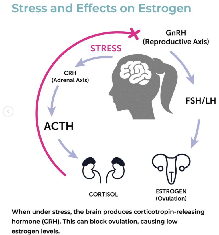 The Relationship Between Estrogen Cortisol White Lotus Clinic the-relationship-between-estrogen-cortisol-white-lotus-clinic
