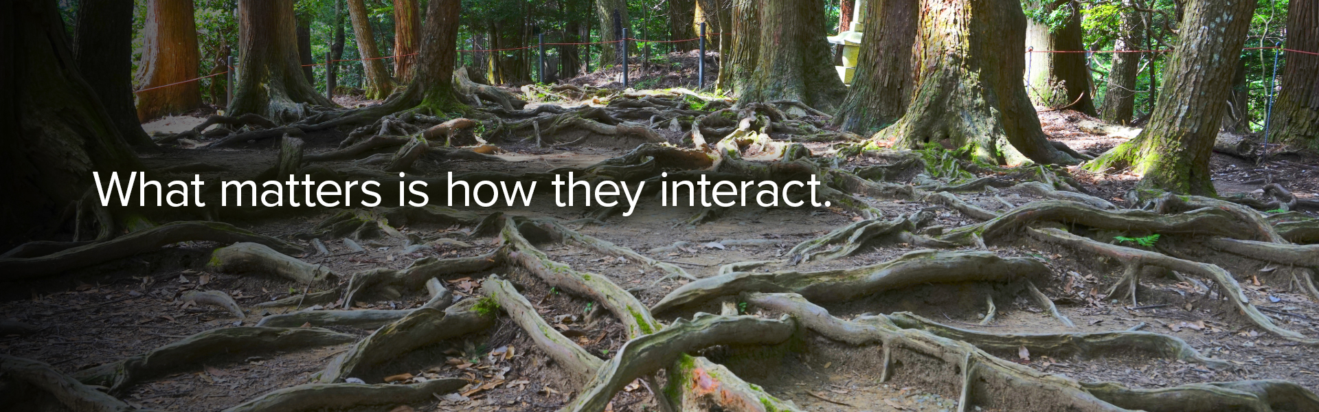 Exposed tree roots from several trees spreading across the ground, overlapping and intertwining on a forest floor.